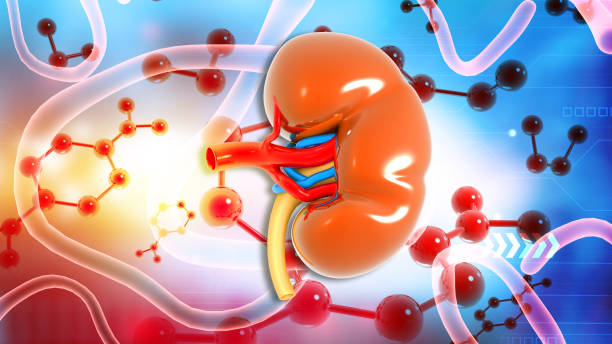 Human kidney anatomy on science background. 3d illustration