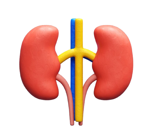 Kidney