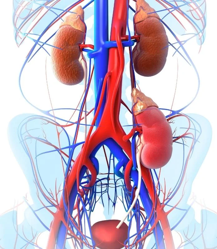 Kidney Image